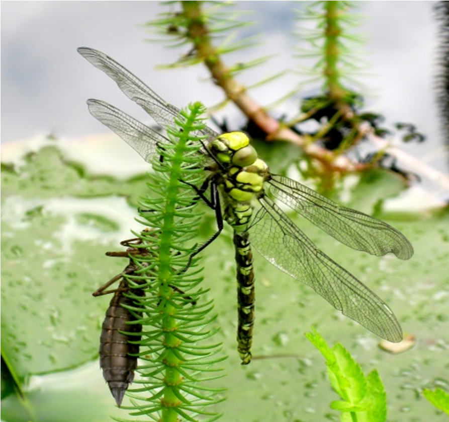 Southern Hawker freshly emerged from its larval skin