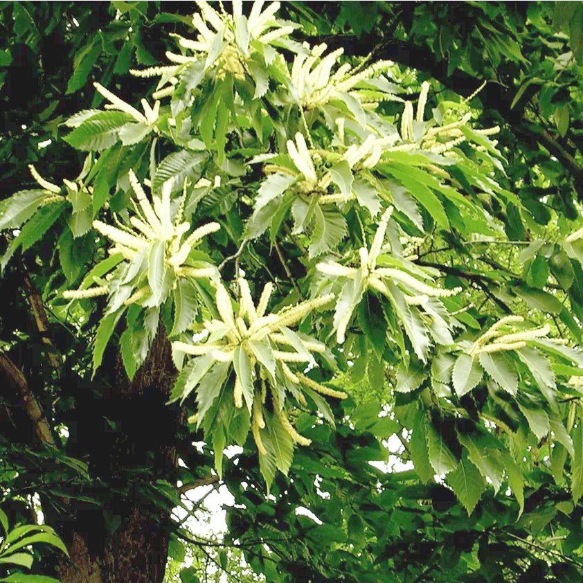 Sweet Chestnut Flowers