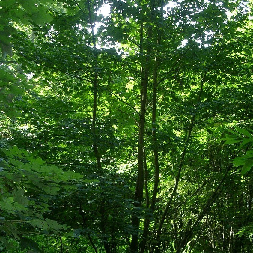 Sycamore