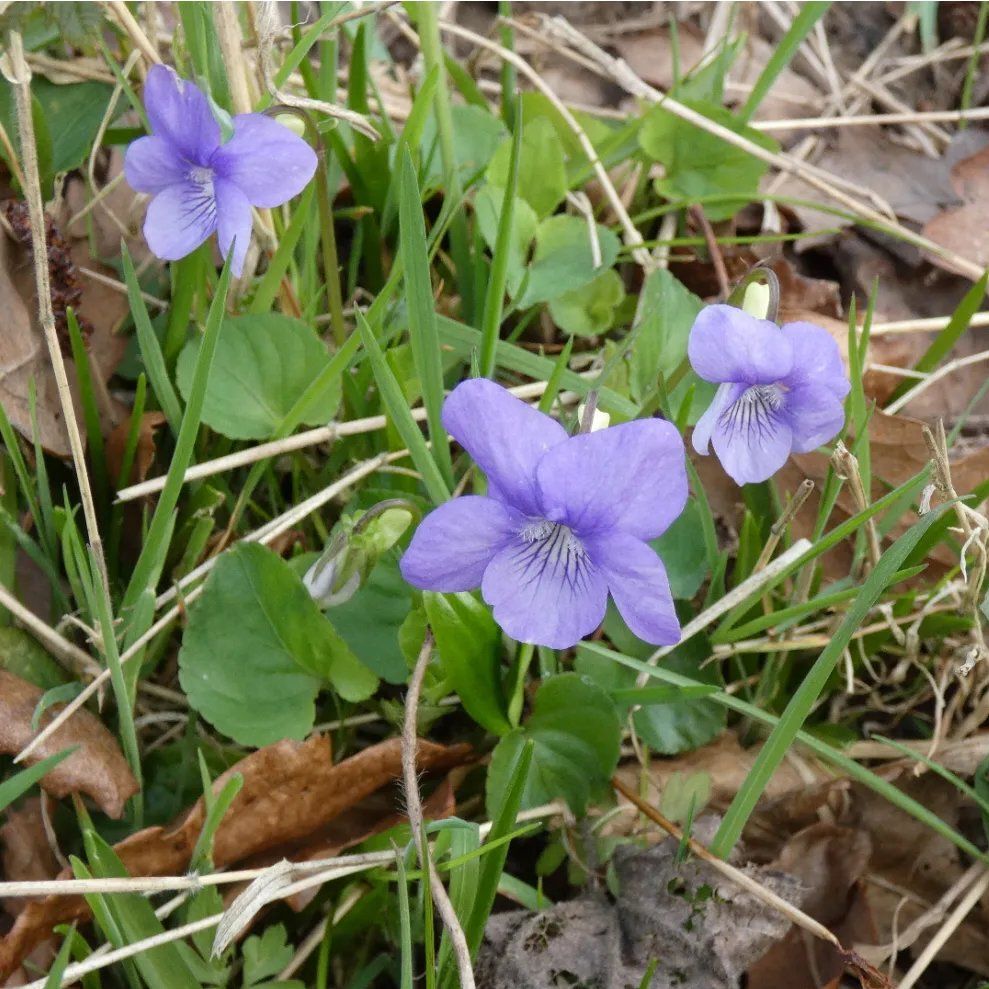 Violet