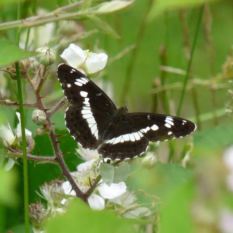 White Admiral butterfly