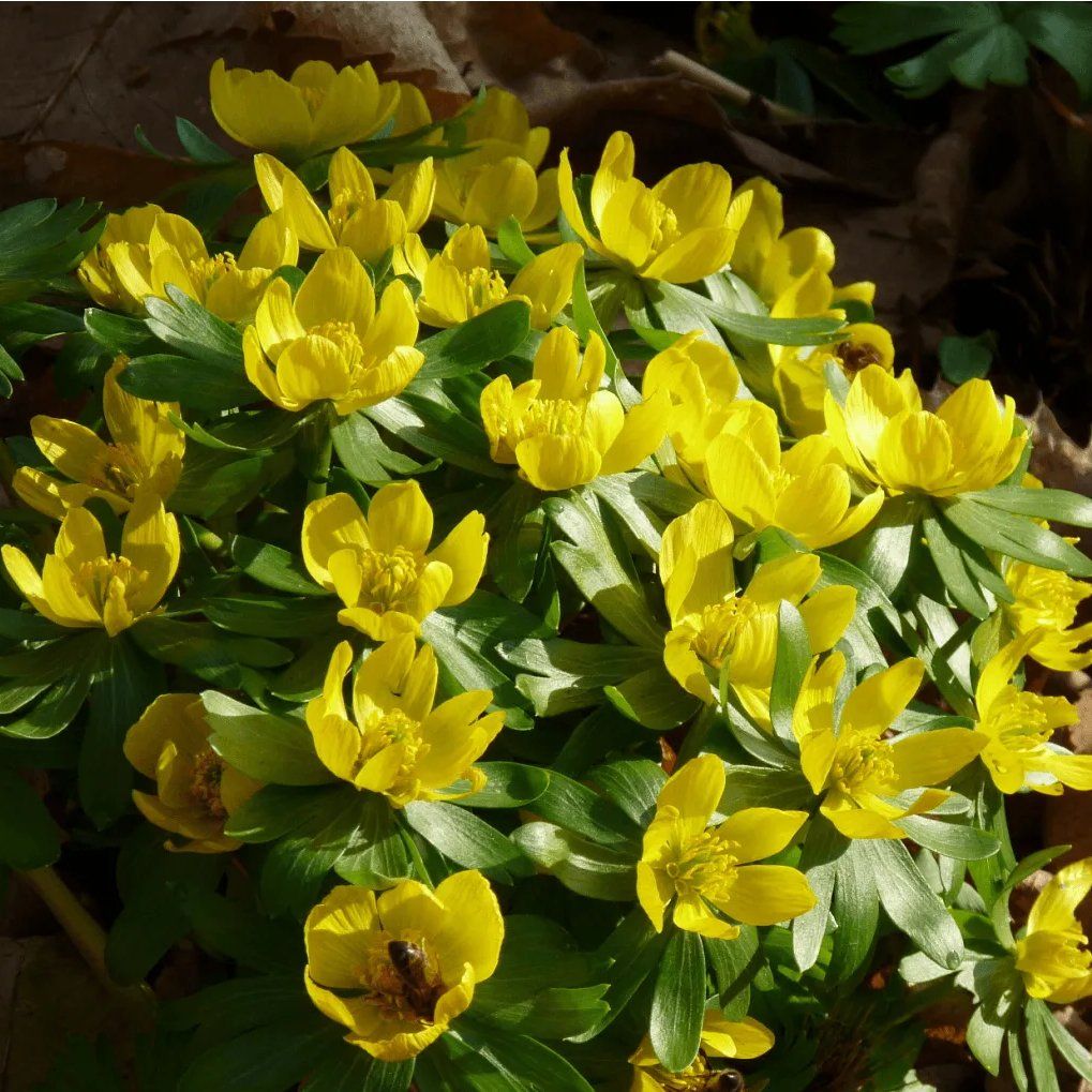 Winter Aconite