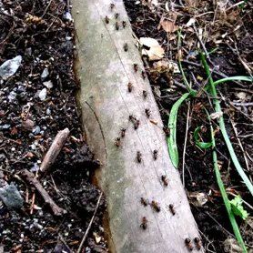 Wood Ant Foraging Highway
