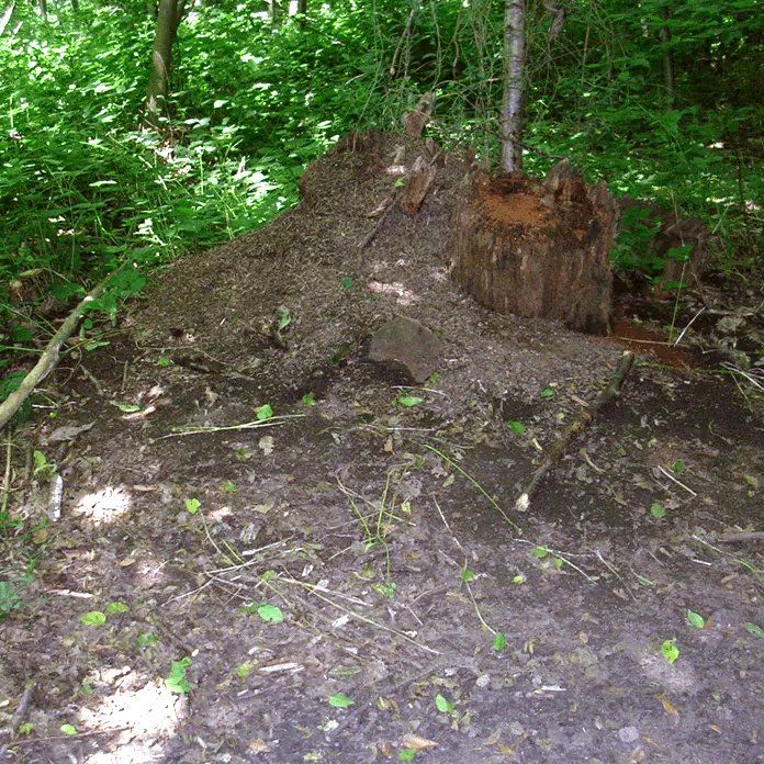 Wood Ant Nest