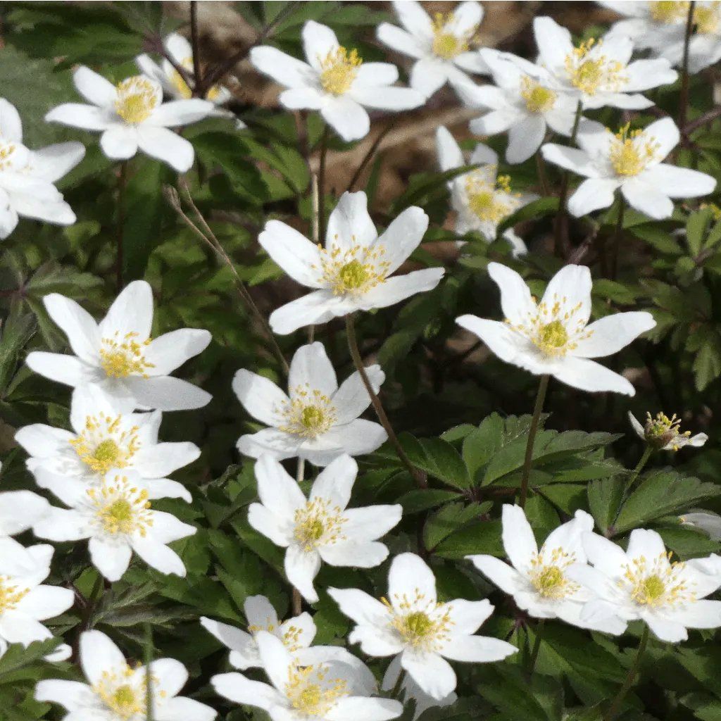 Wood Anemone