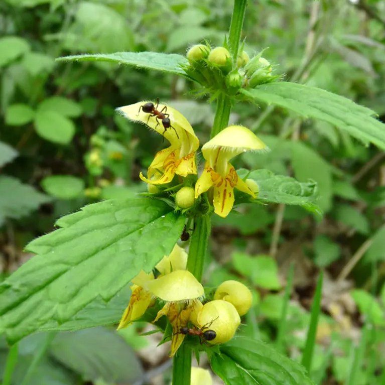 Yellow archangel with wood ants