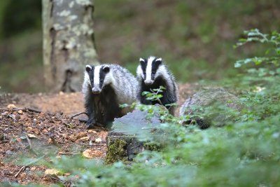 Badgers