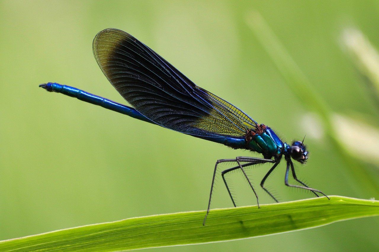 Banded Demoiselle