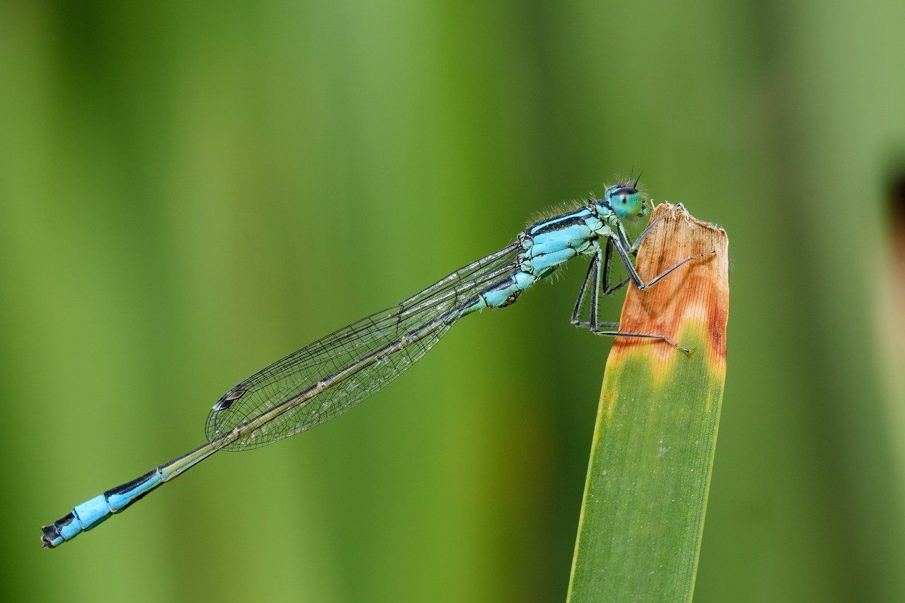 Blue-Tailed Damselfly