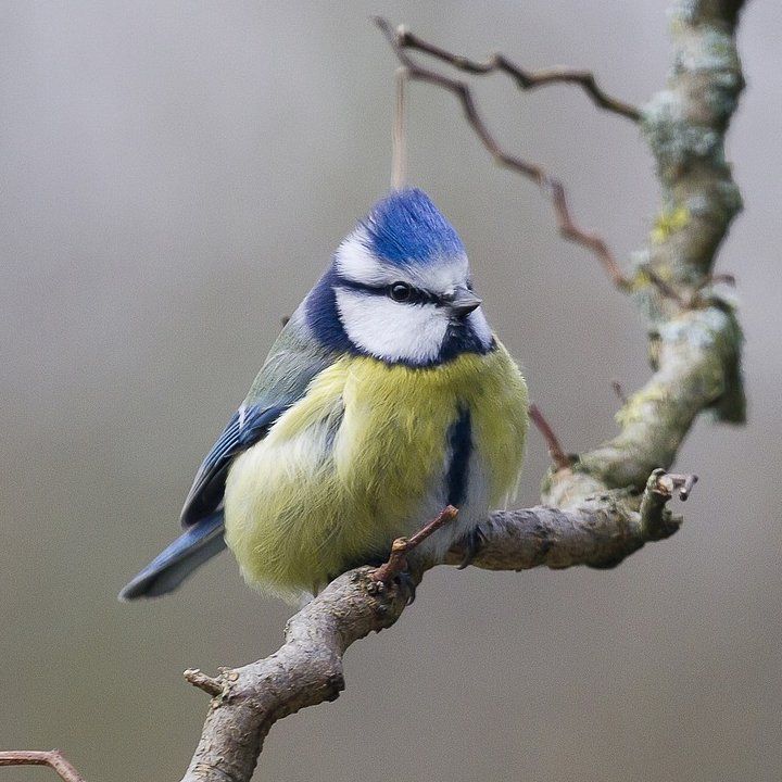 Blue Tit bird