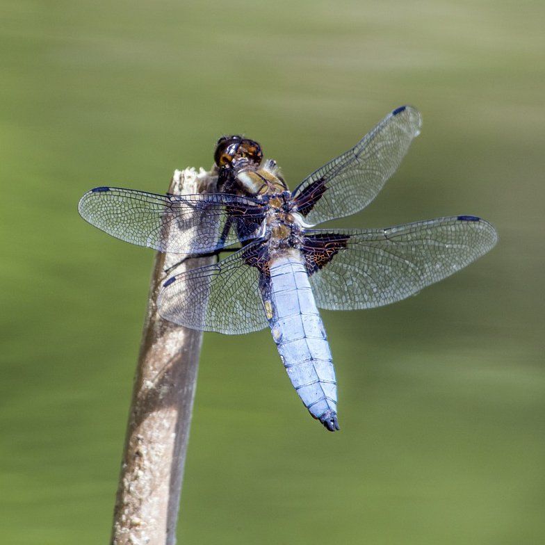 Broad-Bodied Chaser