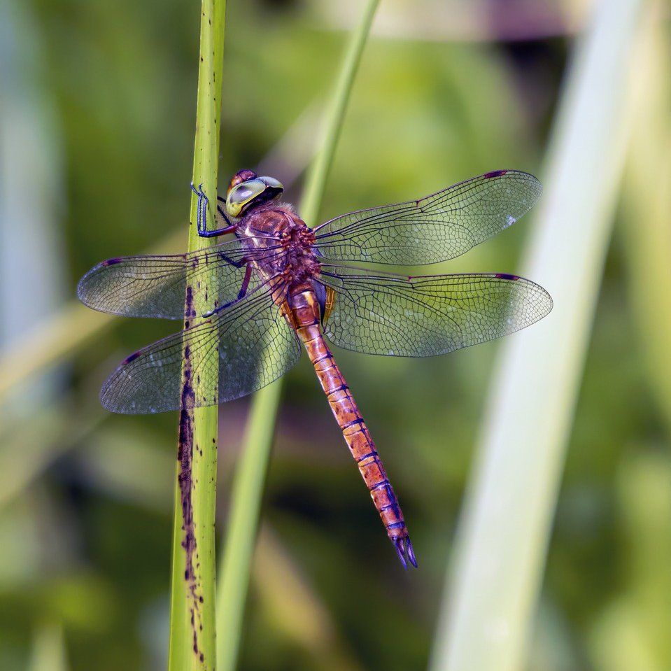 Common Darter dragonfly