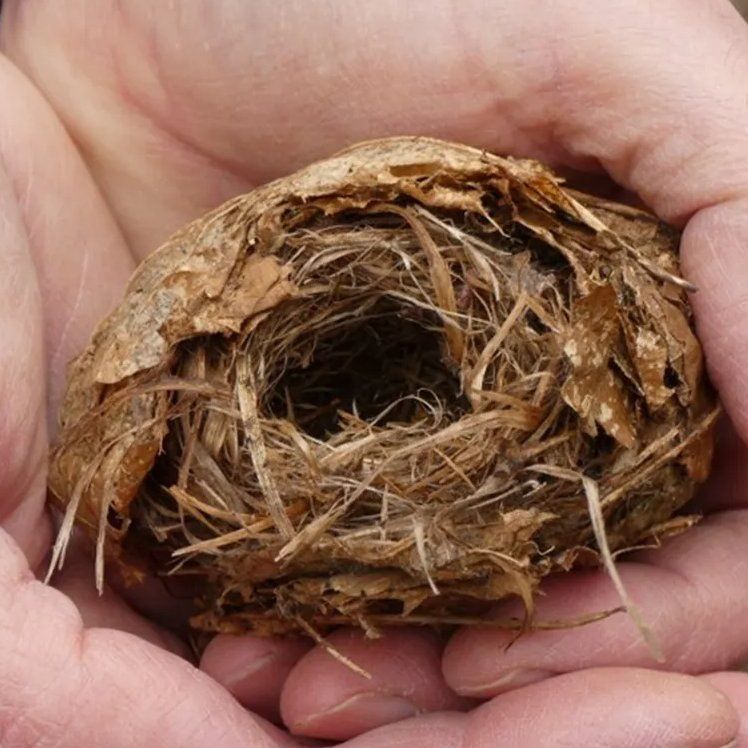 Dormouse hibernation nest