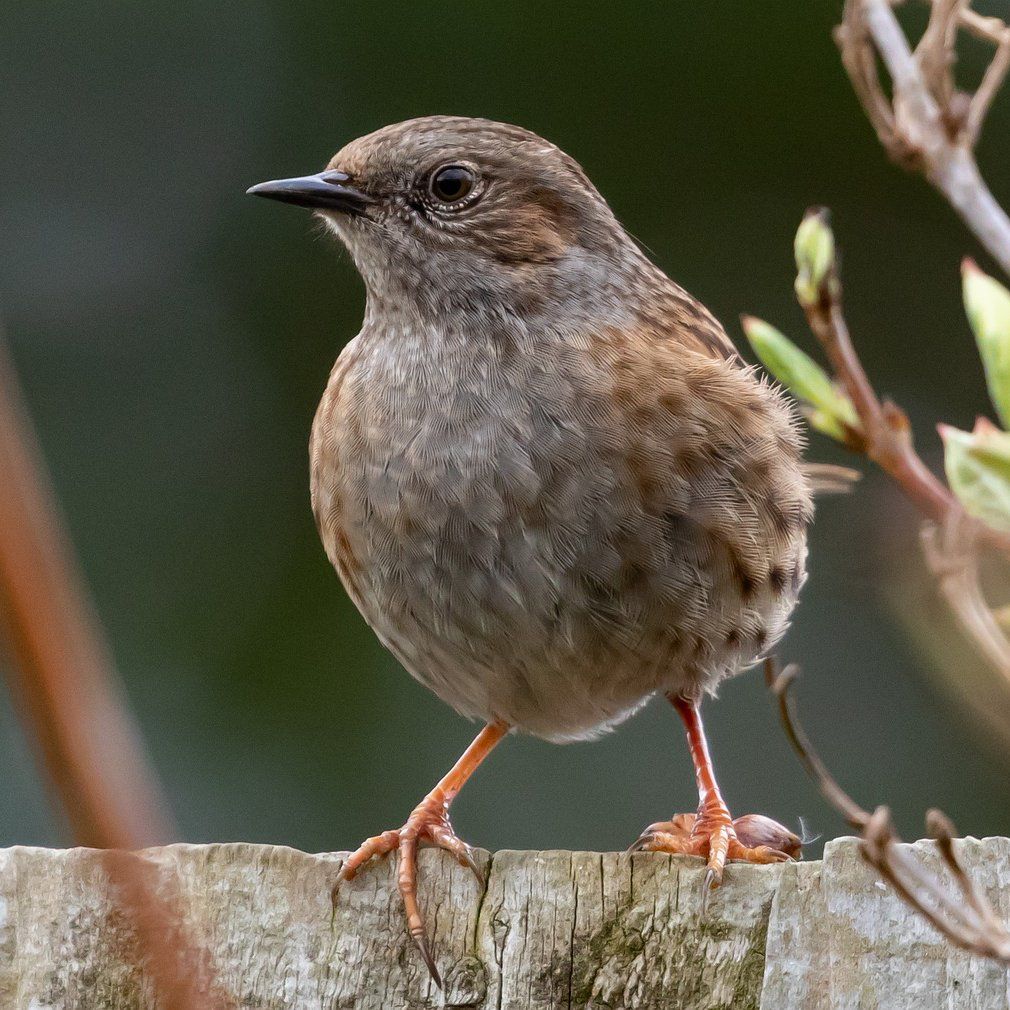 Dunnock or hedge sparrow
