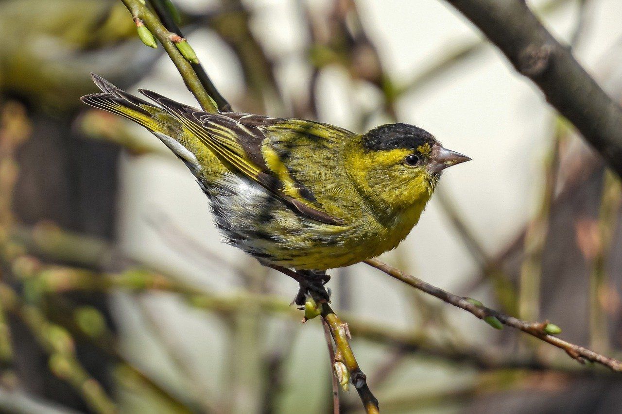 Siskin