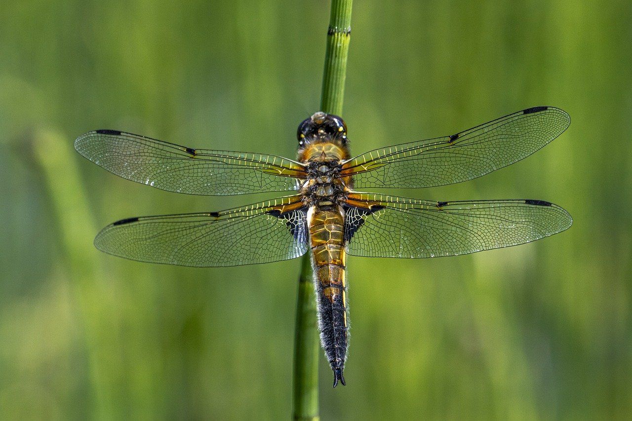 Four Spotted Chaser
