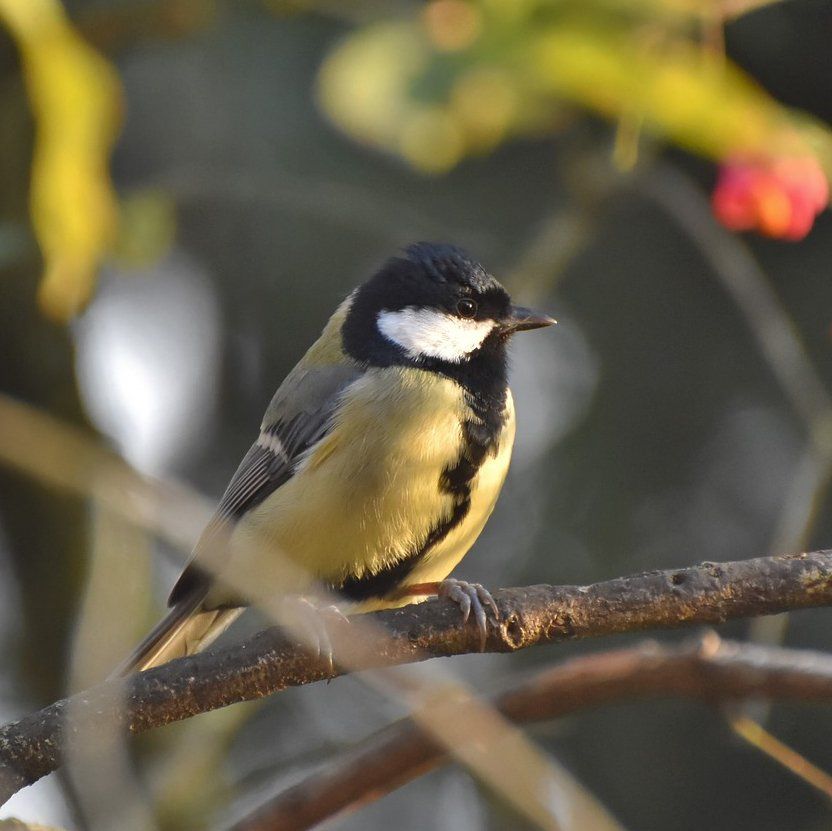 Great Tit bird