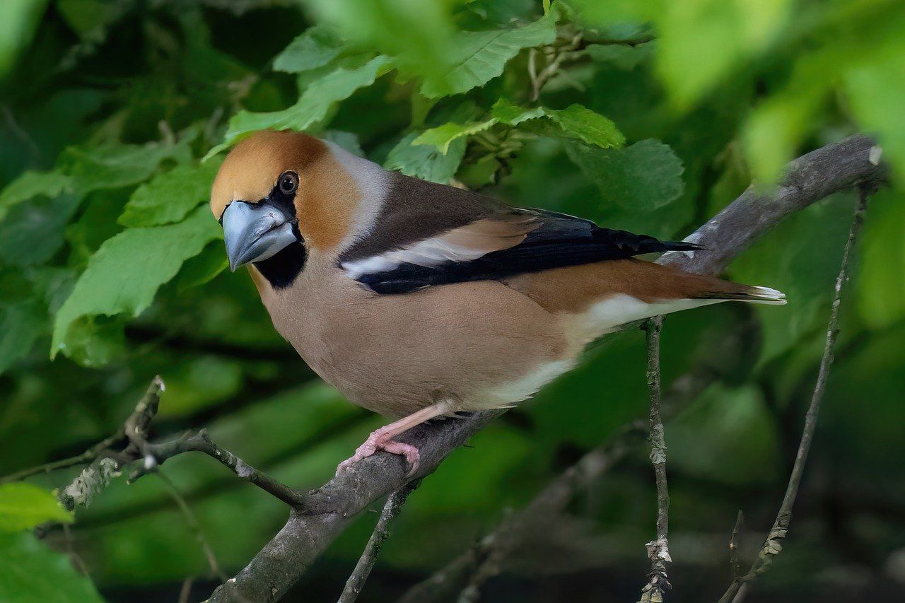Hawfinch