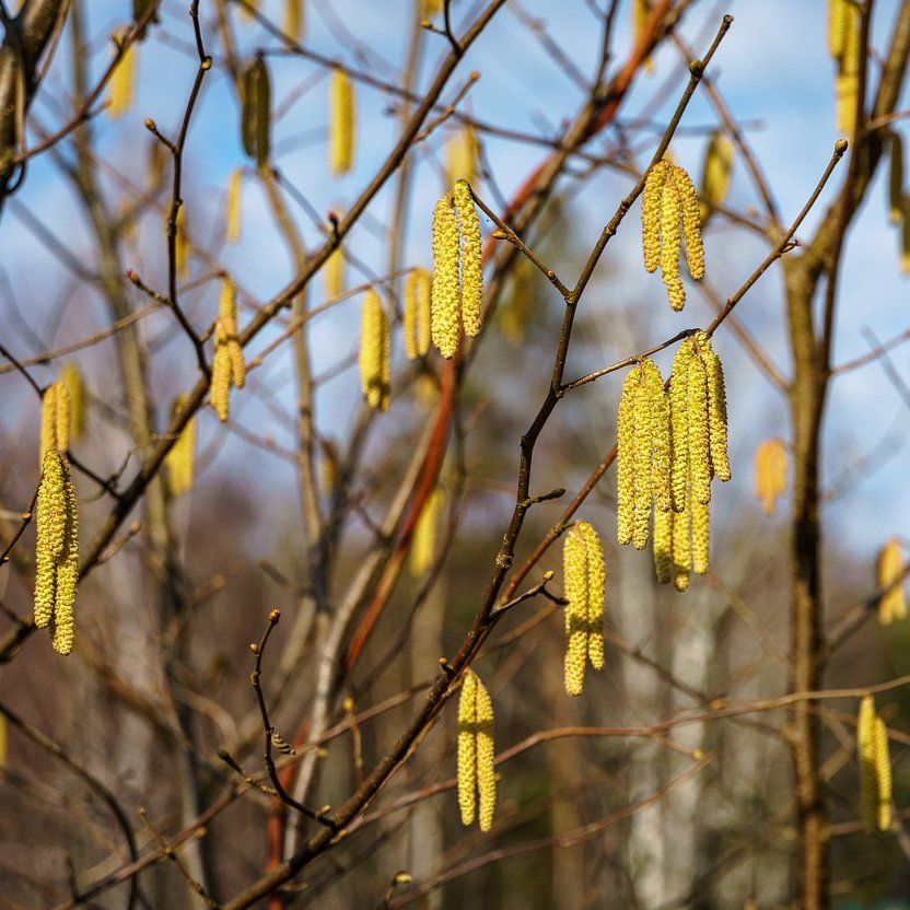 Hazel (male catkins)