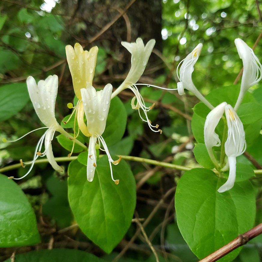 Honeysuckle