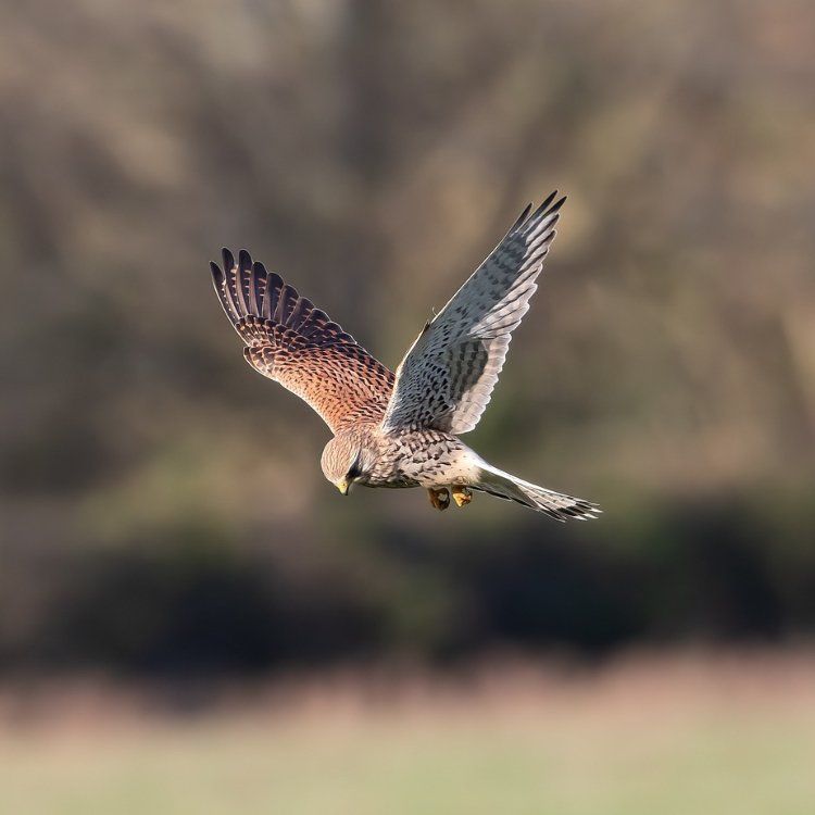 Kestrel hovering