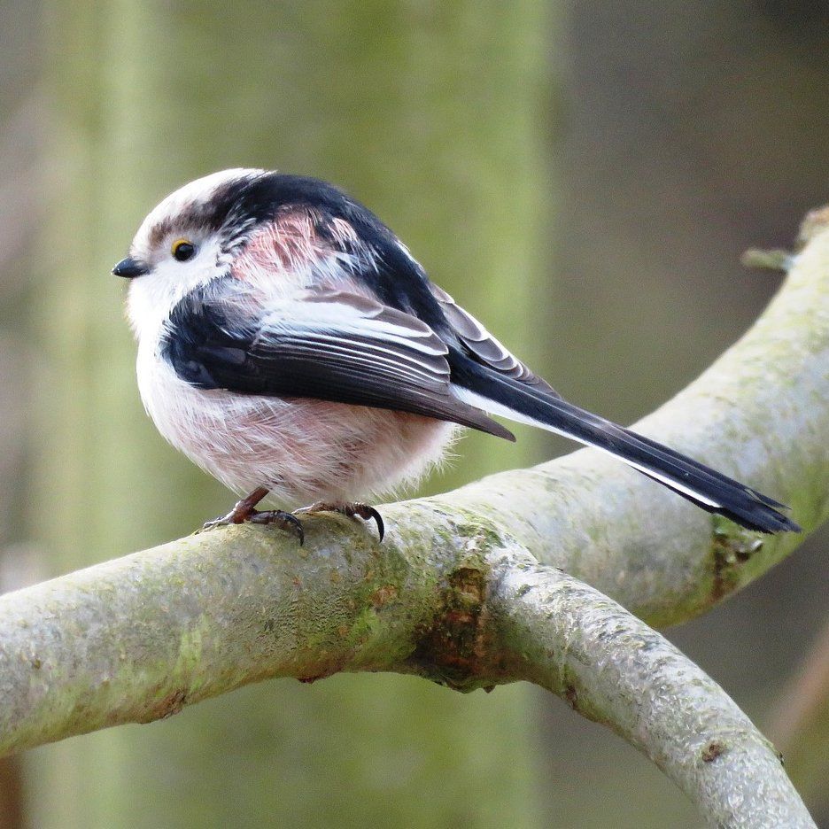 Long tailed tit