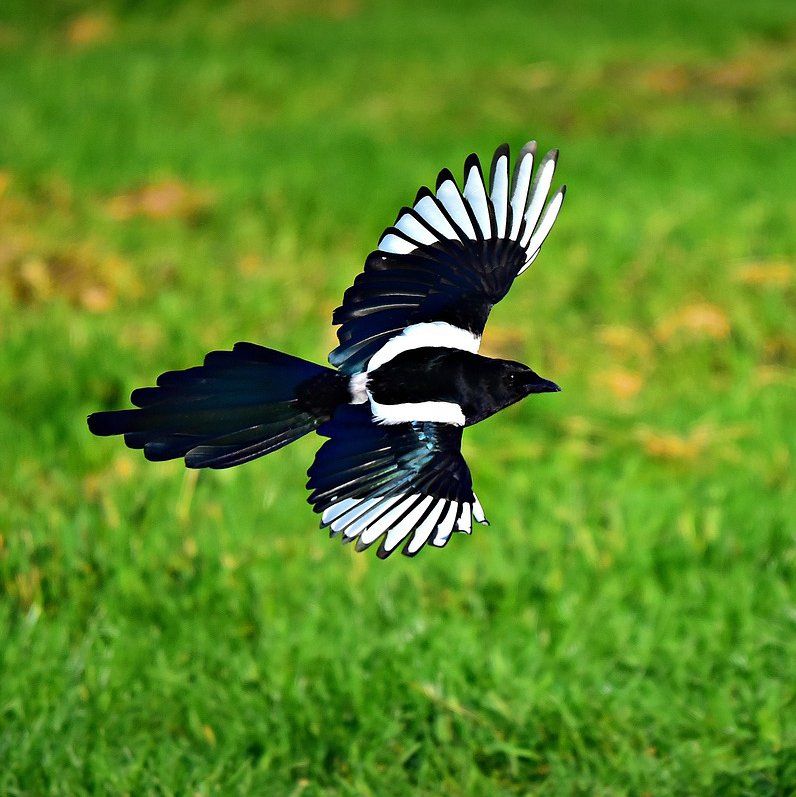Magpie flying