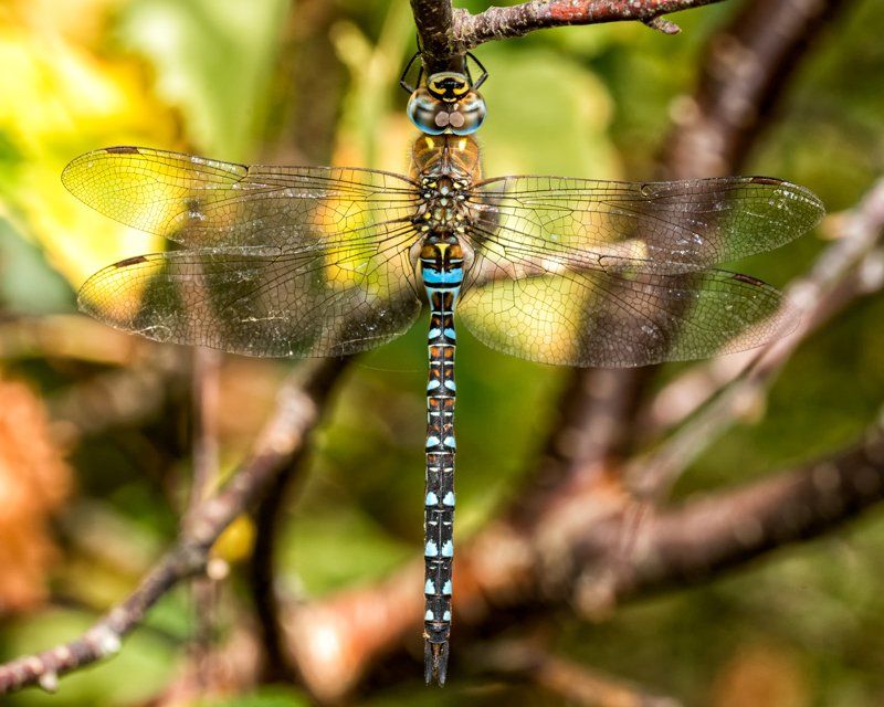 Migrant Hawker