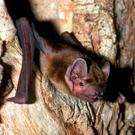 Noctule Bat