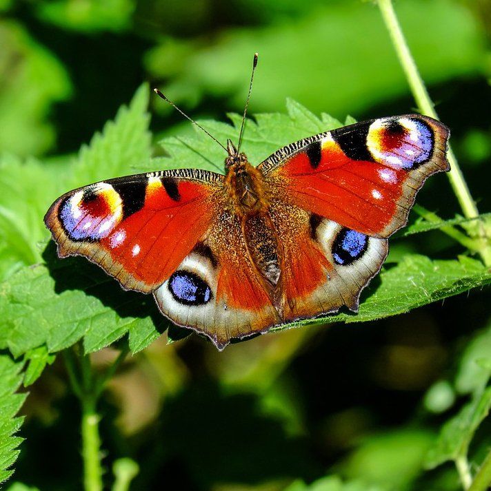 Peacock butterfly