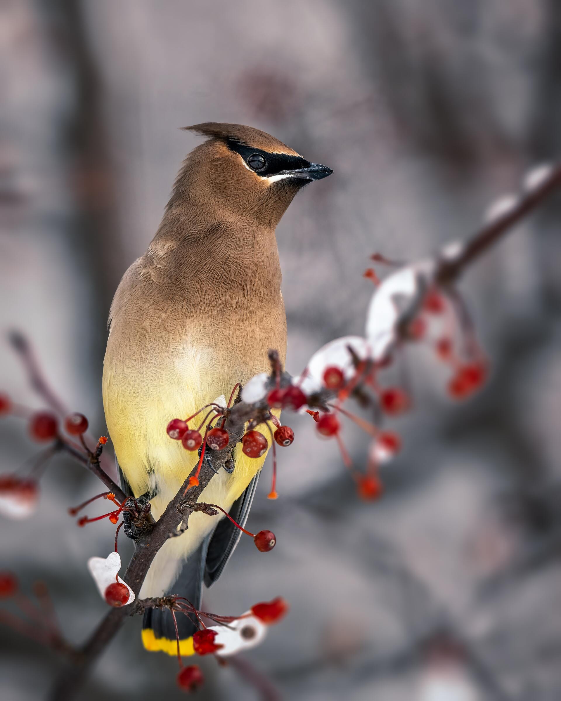 Waxwing