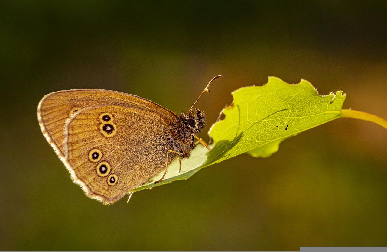 Ringlet butterfly