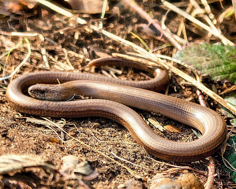 Slow worm