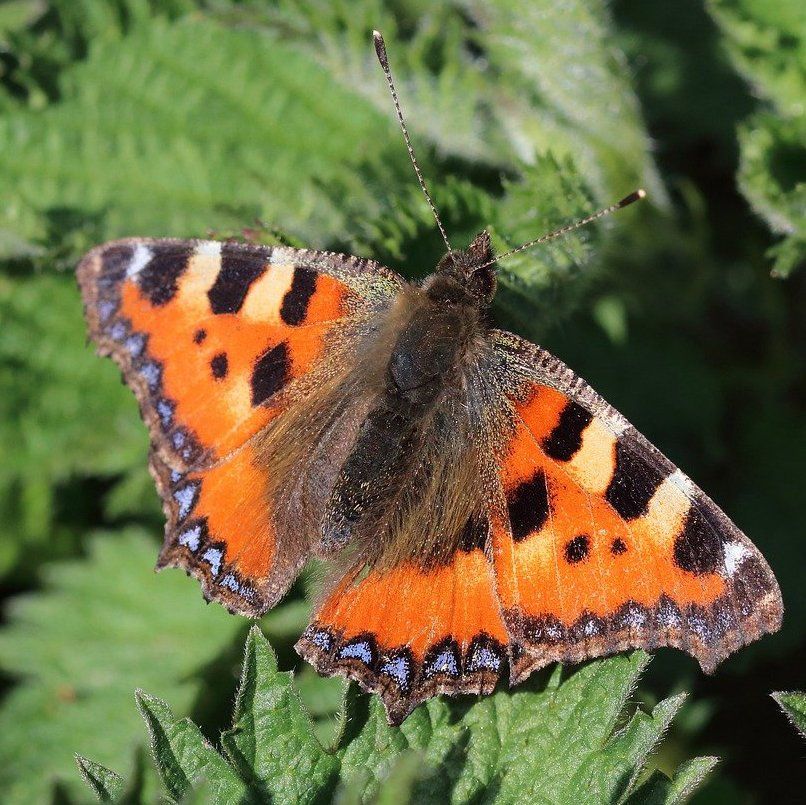 Small Tortoiseshell