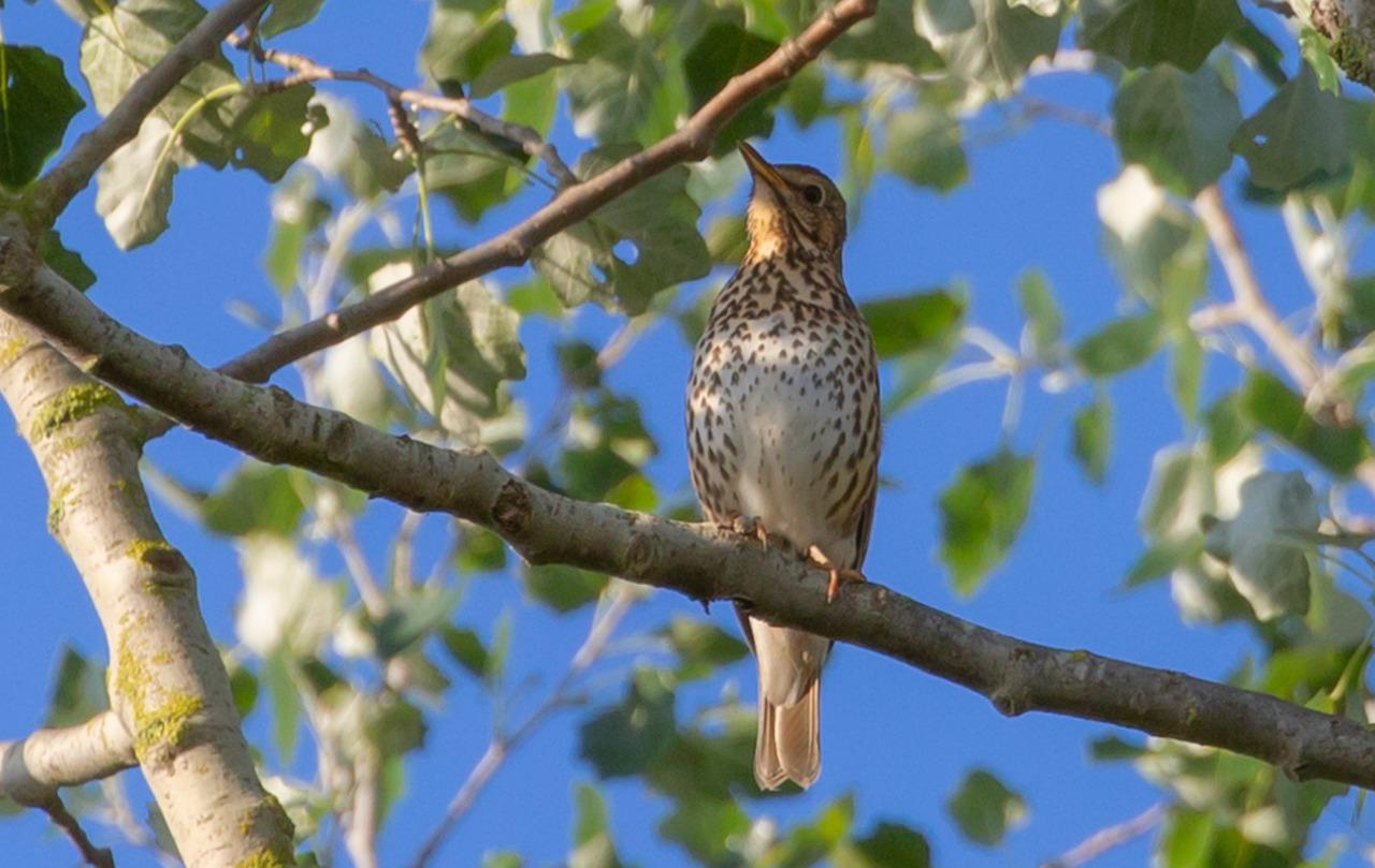 Song thrush