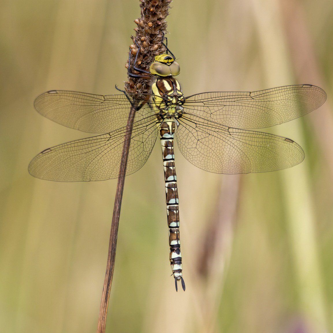 Southern hawker dragonfly