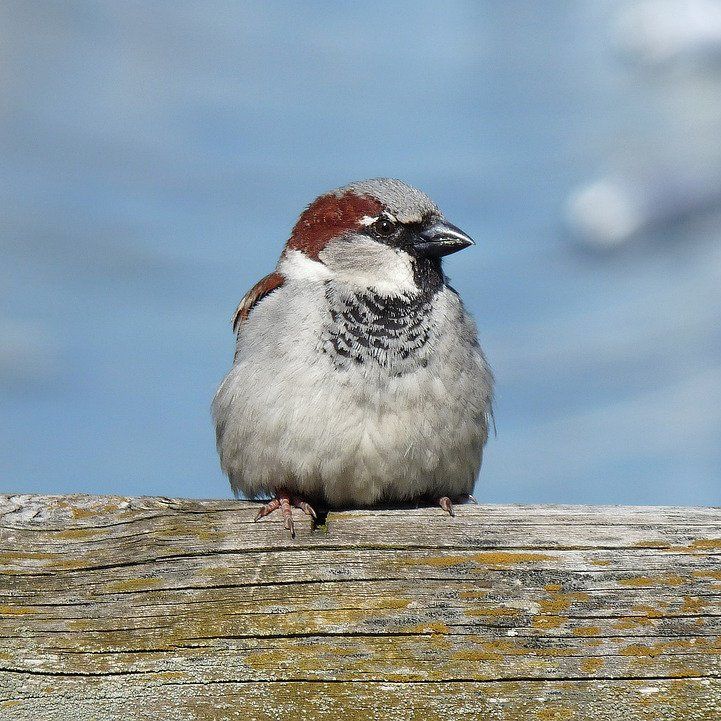 House Sparrow