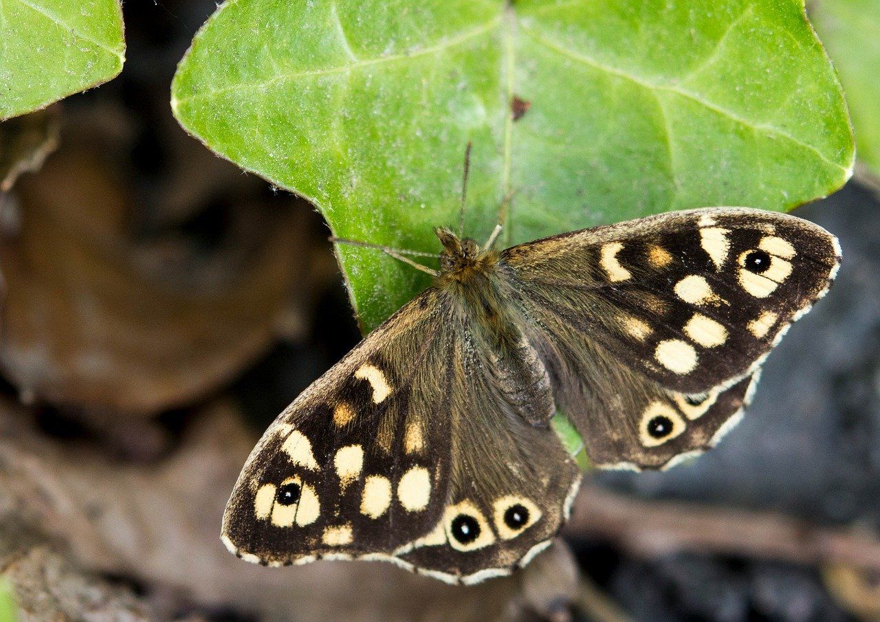 Speckled Wood butterfly
