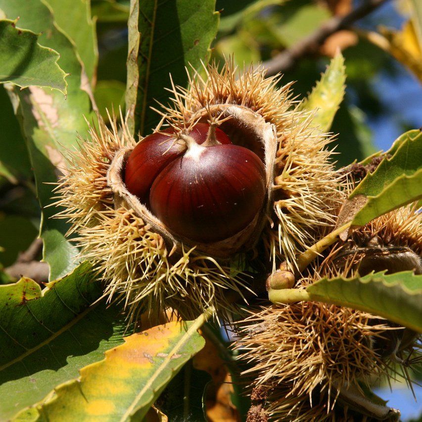 Sweet Chestnuts