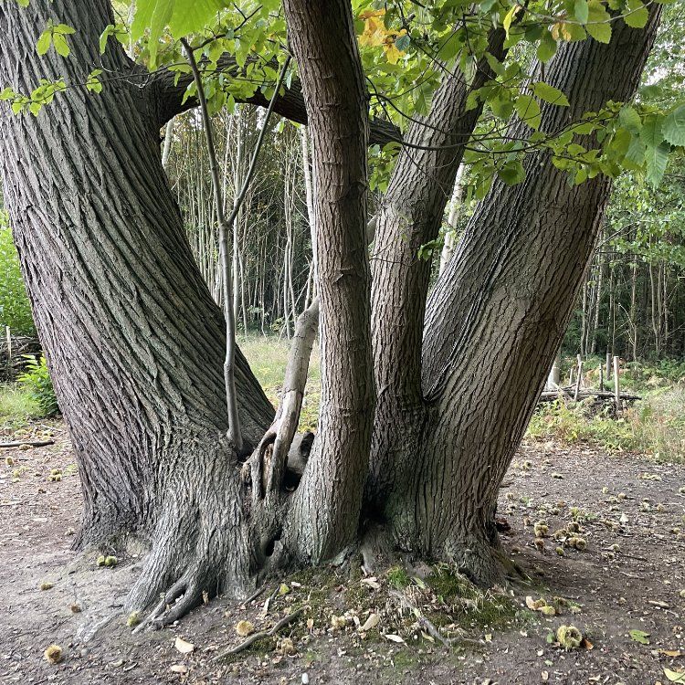 Sweet Chestnut bark