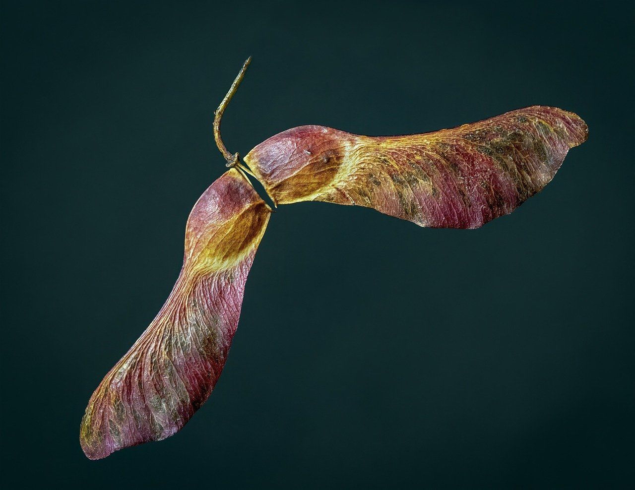 Sycamore Seeds
