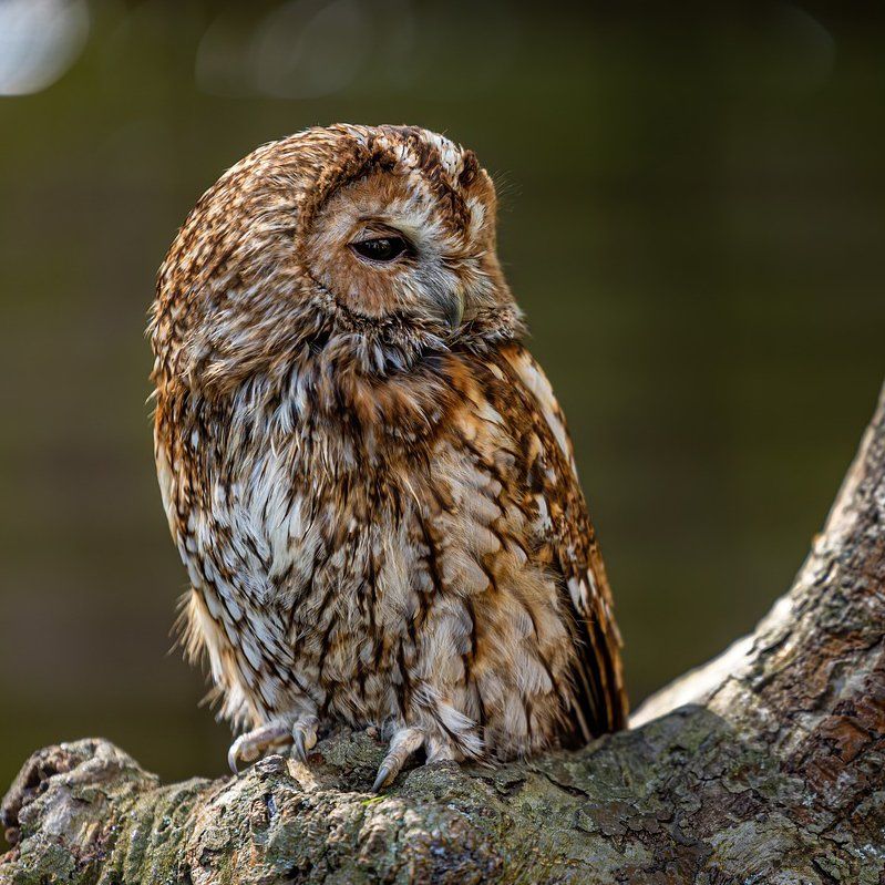 Tawny Owl