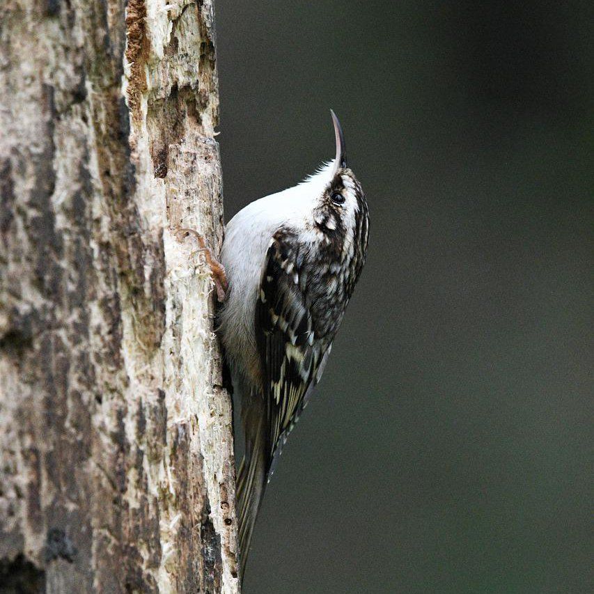 Tree Creeper