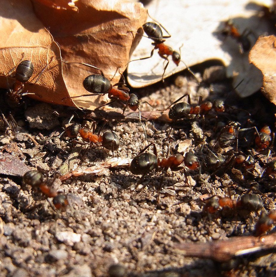 Wood Ants
