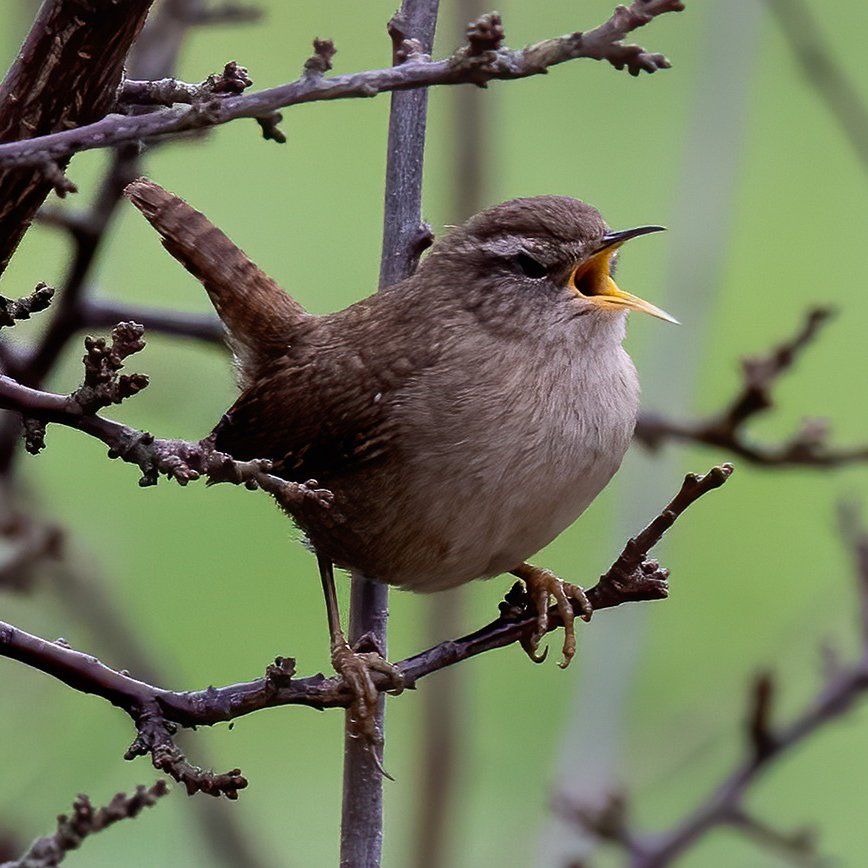 Wren bird