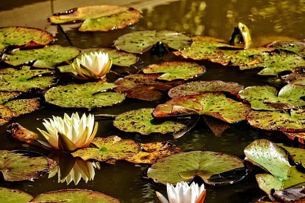 Rachel Hatton, sophrologue, sophrologie, Le Mans