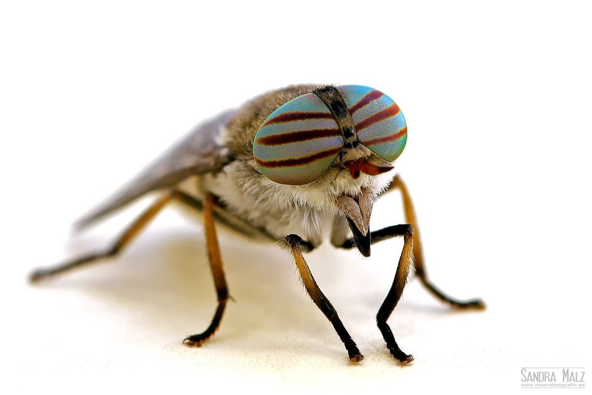 Bremse (Hybomitra micans)