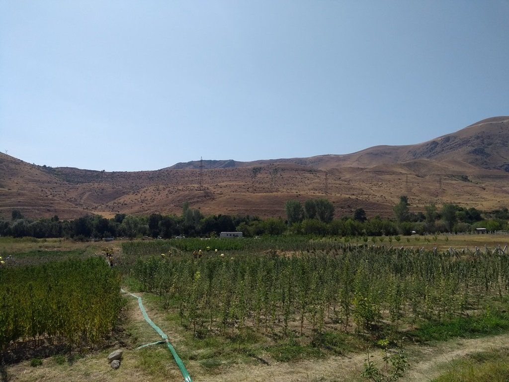 Baumschule von ATP in Chiva