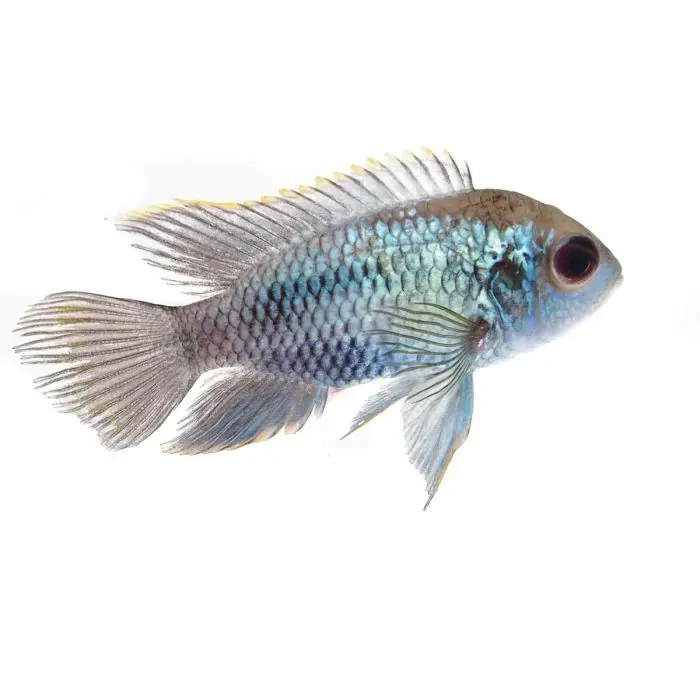 TIENDA ACUARIOS PECES ALCORCON ONLINE PLANTAS