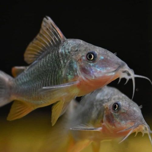 TIENDA ACUARIOS PECES ALCORCON ONLINE PLANTAS